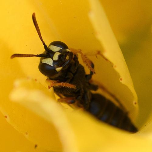 Cerceris quinquefasciata