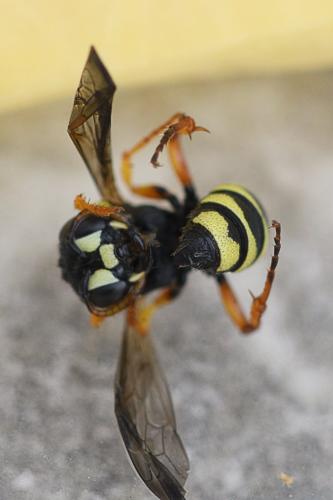Cerceris quinquefasciata