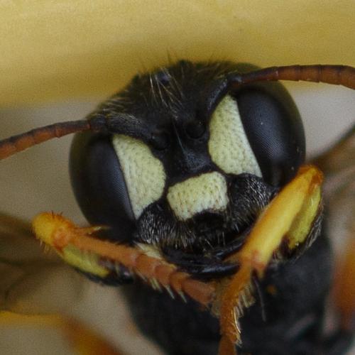 Cerceris quinquefasciata