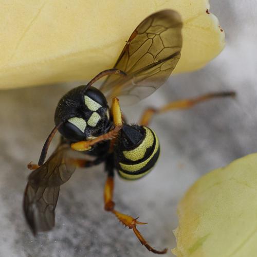 Cerceris quinquefasciata