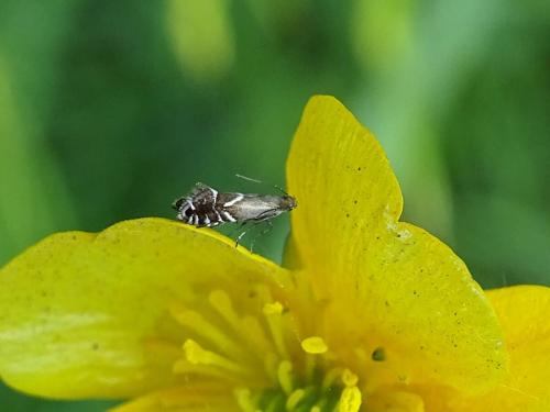 Réf. 259 141 : Glyphipterix sp.