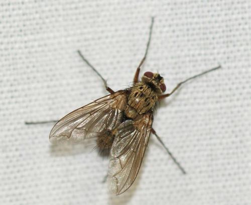 Réf. 259 292 : Dexia rustica