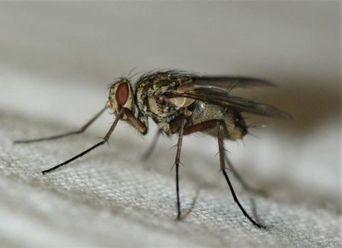 Réf. 259 293 : Dexia rustica