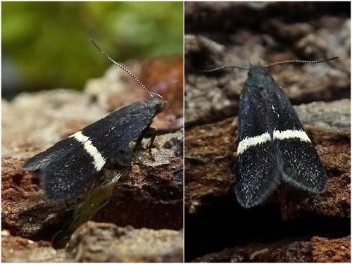 Réf. 259 136 : Syncopacma sp.