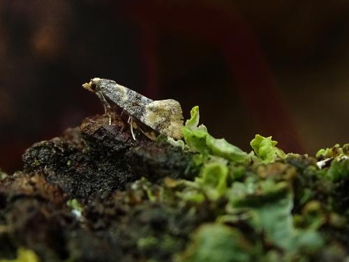 Réf. 259 134 : Cochylis nana