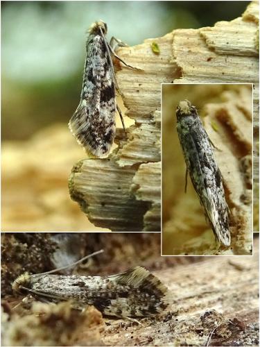 Réf. 259 527 : Nemapogon sp.