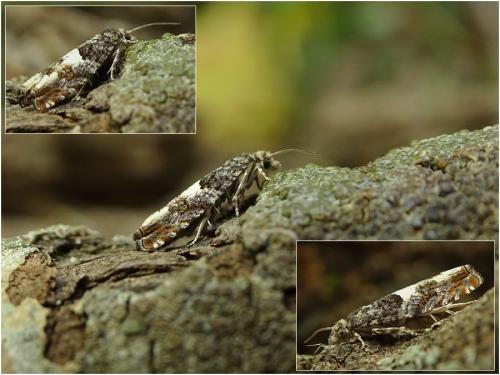 Réf. 259 180 : Epinotia demarniana