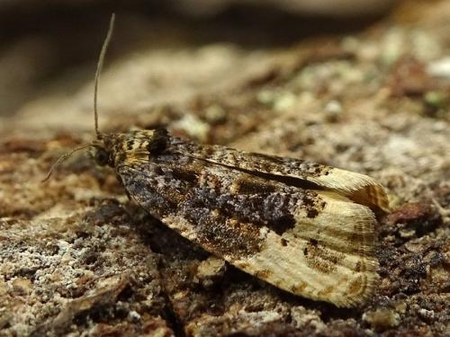 Hedya ochroleucana