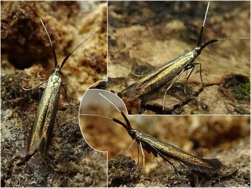 Coleophora sp.