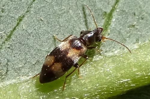 Notoxus trifasciatus