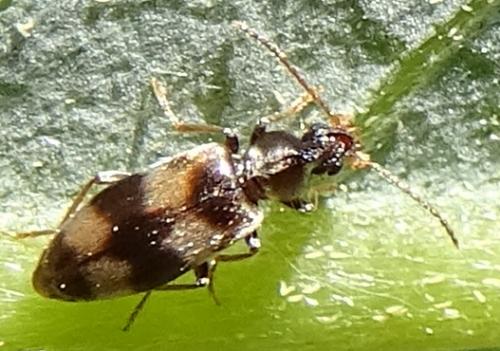 Notoxus trifasciatus
