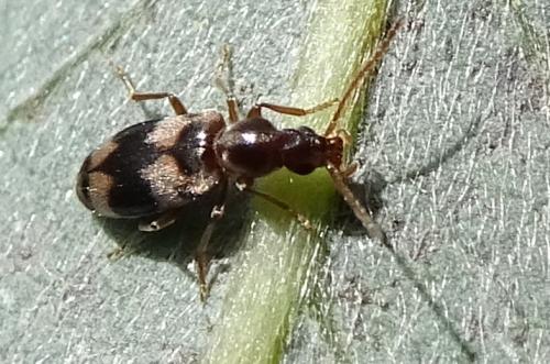 Notoxus trifasciatus