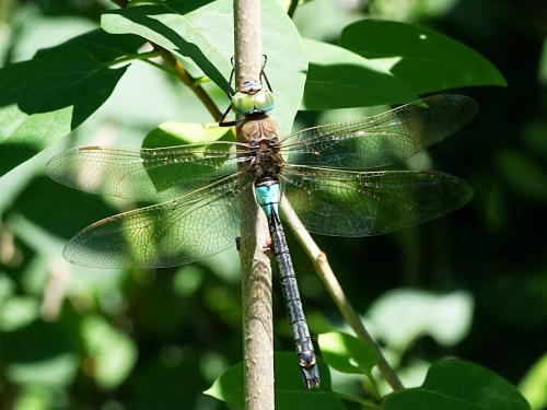 Anax parthenope