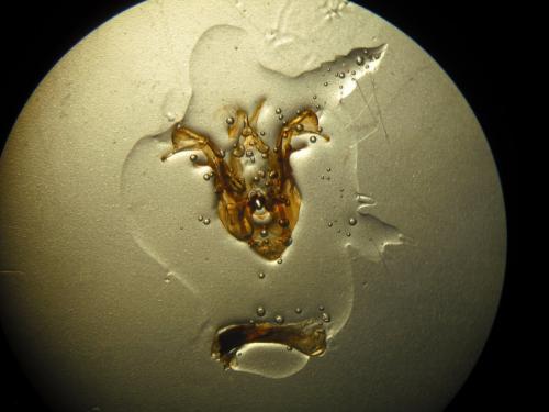 Oligia strigilis