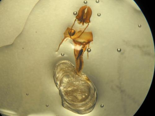 Oligia sp.
