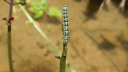 Réf. 259 202 : Cucullia scrophulariae