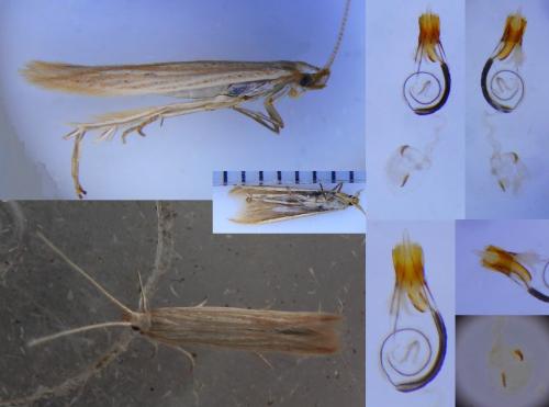 Réf. 259 053 : Coleophora versurella