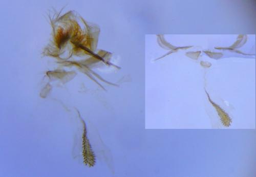 Réf. 259 294 : Cnephasia asseclana