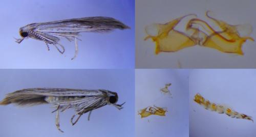 Réf. 259 590 : Coleophora pseudorepentis