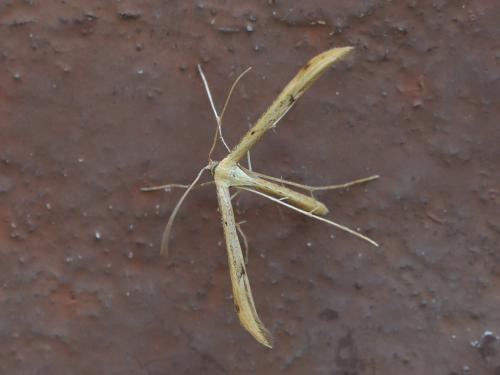 Emmelina monodactyla