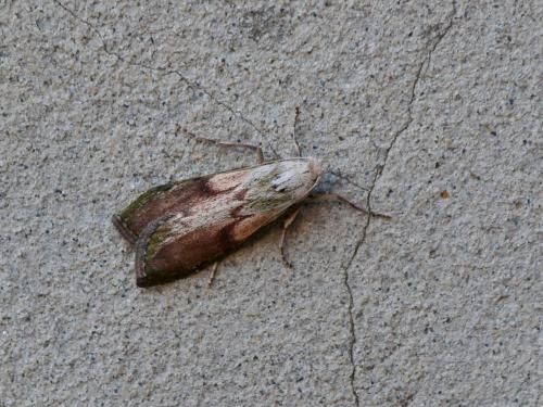 Aphomia sociella