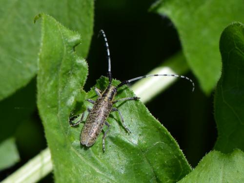 Agapanthia villosoviridescens