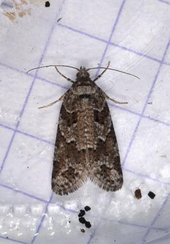 Réf. 259 154 : Cnephasia stephensiana