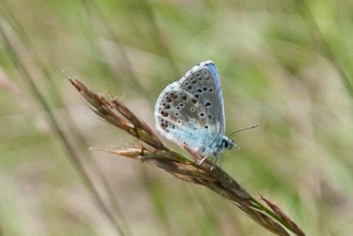 Polyommatus bellargus