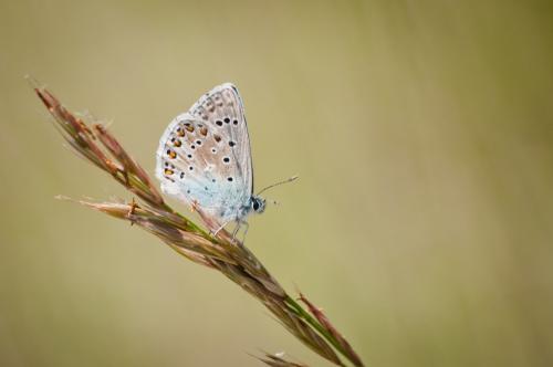 Polyommatus bellargus