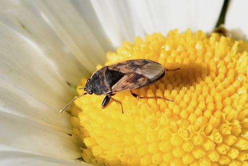 Réf. 259 236 : Trapezonotus ullrichi