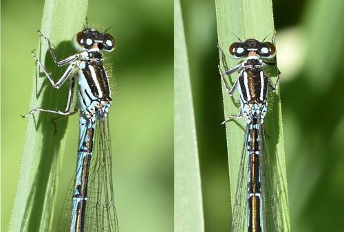 Réf. 259 394 : Coenagrion mercuriale