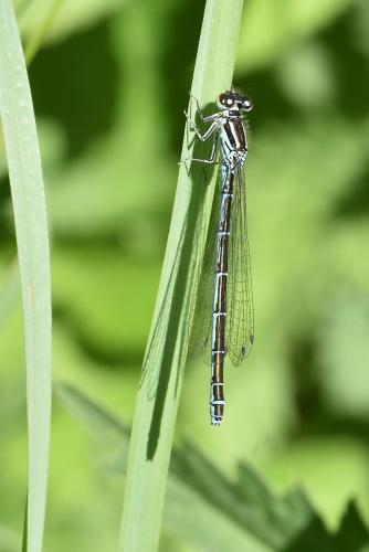 Coenagrion mercuriale