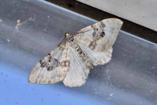 Réf. 259 392 : Xanthorhoe montanata