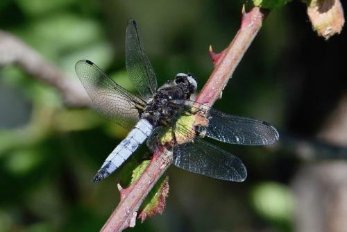 Réf. 259 161 : Libellula fulva