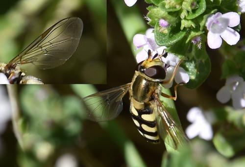 Eupeodes corollae