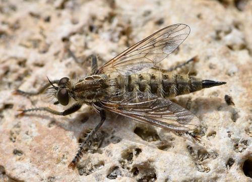 Réf. 259 386 : Dysmachus trigonus