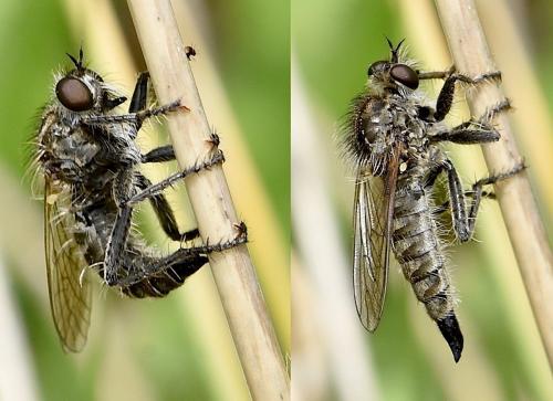 Dysmachus trigonus