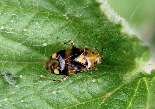 Liocoris tripustulatus