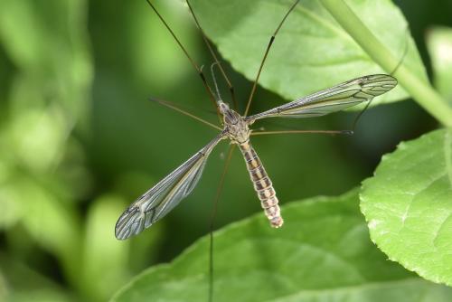 Réf. 259 734 : Tipula lateralis