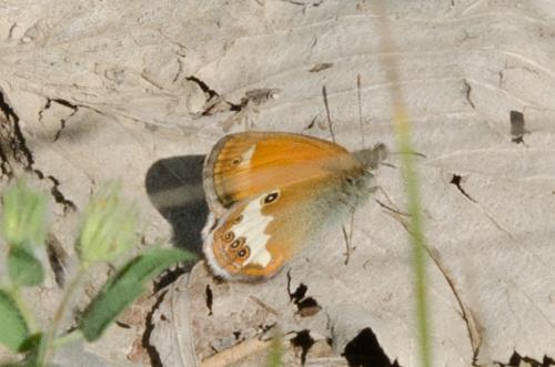 Réf. 259 544 : Coenonympha arcania