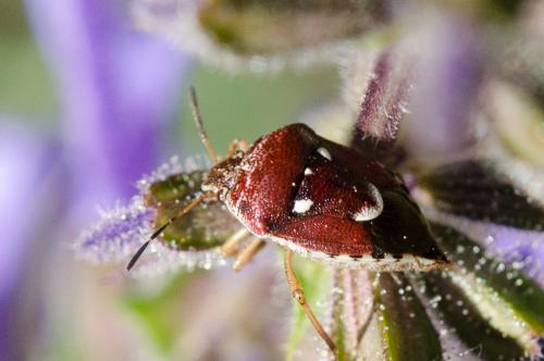 Stagonomus amoenus
