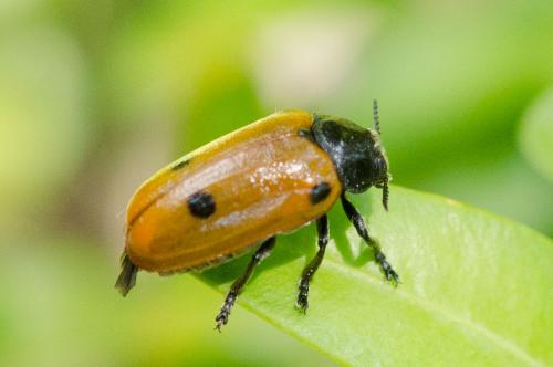 Réf. 259 750 : Clytra quadripunctata