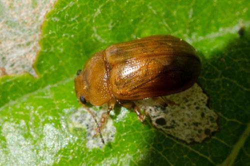Gonioctena sp.