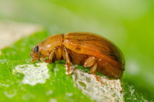 Gonioctena sp.