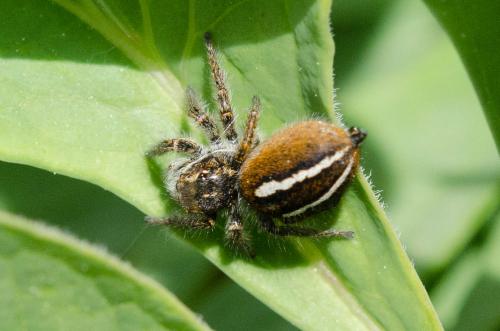 Philaeus chrysops