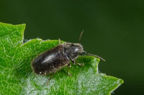 Réf. 259 551 : Hyperisus plumbeum