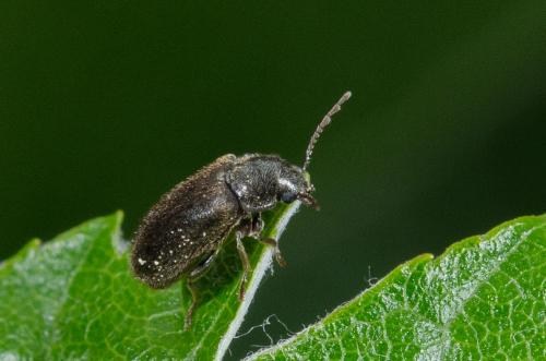 Réf. 259 553 : Hyperisus plumbeum