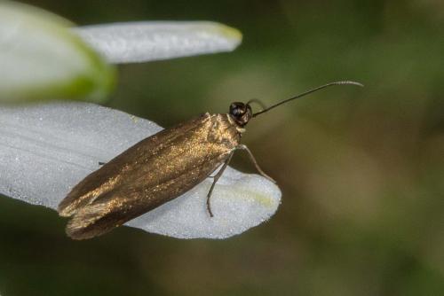 Réf. 259 948 : Scythris sp.
