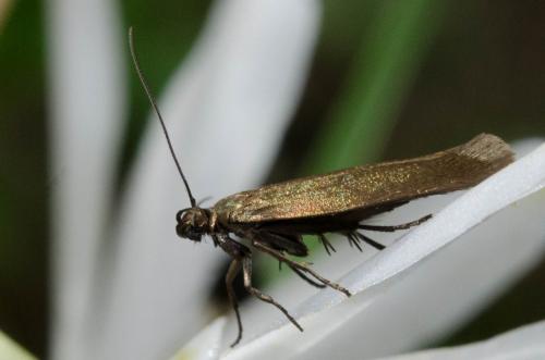Réf. 259 949 : Scythris sp.