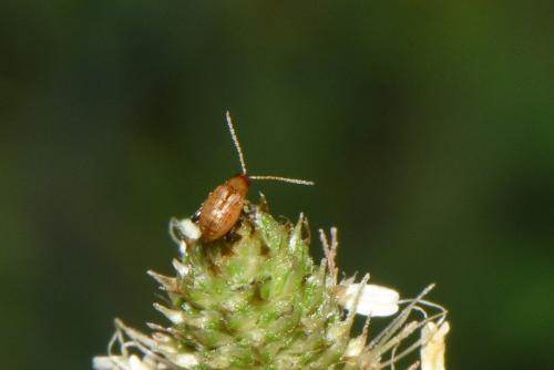 Réf. 259 318 : Longitarsus sp.